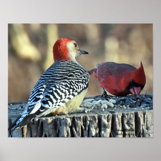 Rode kardinaal en Rode Bellied Woodpecker Poster (Voorkant)