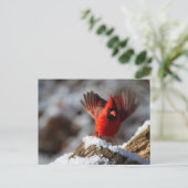 Rode kardinaal in de sneeuw briefkaart (Staand voorkant)