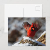 Rode kardinaal in de sneeuw briefkaart (Voorkant / Achterkant)
