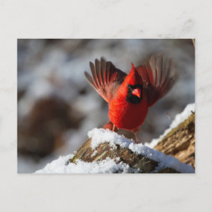 Rode kardinaal in de sneeuw briefkaart