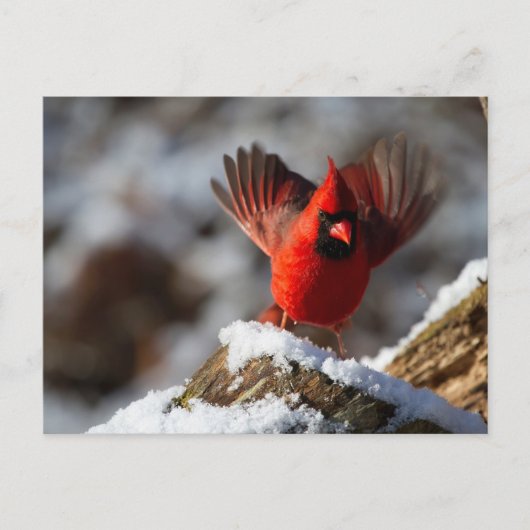 Rode kardinaal in de sneeuw briefkaart (Voorkant)