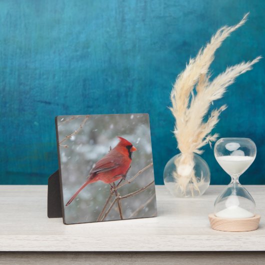 Rode kardinaal in de sneeuw fotoplaat (Insitu)