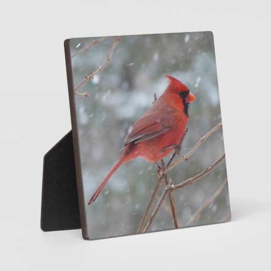 Rode kardinaal in de sneeuw fotoplaat (Voorkant)