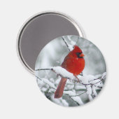Rode Kardinaal in de Sneeuwmagneet Magneet (Voorkant / Achterkant)