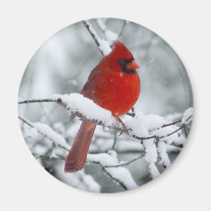 Rode kardinaal in de sneeuwmagneet magneet