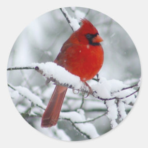 Rode kardinaal in de sneeuwsticker ronde sticker