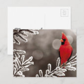 Rode kardinaal in de winter briefkaart (Voorkant / Achterkant)