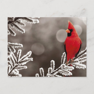 Rode kardinaal in de winter briefkaart