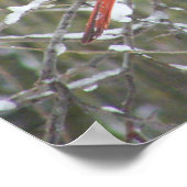 Rode kardinaal in de winter poster (Hoek)