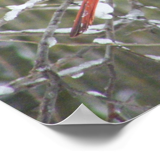 Rode kardinaal in de winter poster (Hoek)