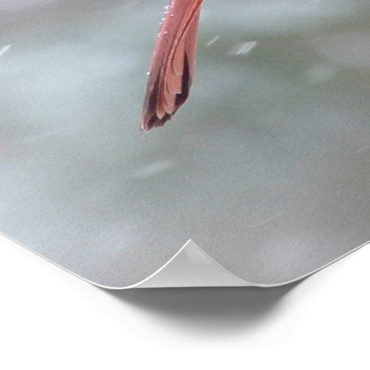 Rode kardinaal in de winter poster (Hoek)