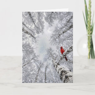 Rode Kardinaal In Een Witte Berkenbos In De Winter Kaart