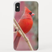 Rode Kardinaal iPhone Case (Achterkant)