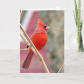 Rode Kardinaal Lege Wenskaart Kaart (Voorkant)