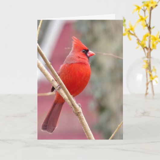 Rode Kardinaal Lege Wenskaart Kaart (Gele Bloem)