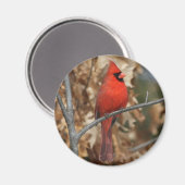 Rode kardinaal magneet (Voorkant / Achterkant)