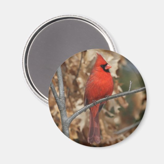 Rode kardinaal magneet (Voorkant / Achterkant)