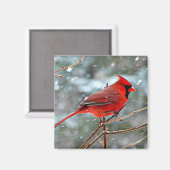 Rode kardinaal magneet (Voorkant / Achterkant)