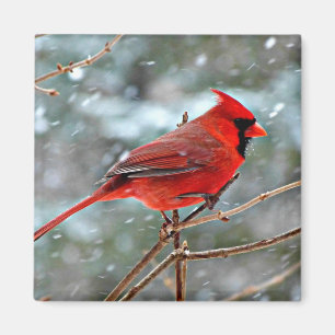 Rode kardinaal magneet