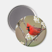 Rode kardinaal magneet (Voorkant / Achterkant)