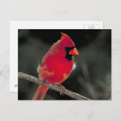 Rode kardinaal op een boomtak briefkaart (Voorkant / Achterkant)