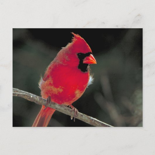 Rode kardinaal op een boomtak briefkaart (Voorkant)