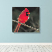 Rode kardinaal op een boomtak canvas afdruk (Insitu (Houten vloer))