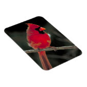 Rode kardinaal op een boomtak magneet (Rechterzijde)
