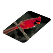 Rode kardinaal op een boomtak magneet (Linkerzijde)