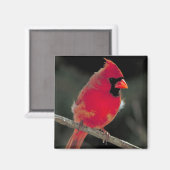 Rode kardinaal op een boomtak magneet (Voorkant / Achterkant)