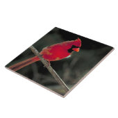 Rode kardinaal op een boomtak tegeltje (Zijkant)