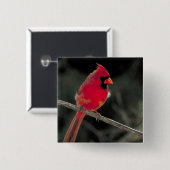 Rode kardinaal op een boomtak vierkante button 5,1 cm (Voorkant /achterkant)