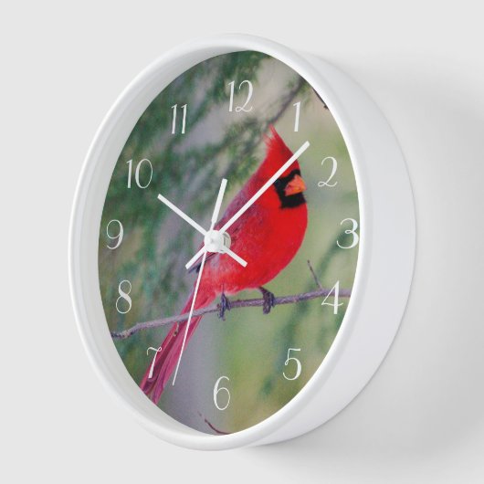 Rode kardinaal Perch (Hoek)