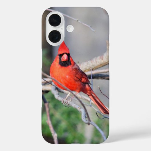 Rode kardinaal portret Case-Mate iPhone case (Achterkant)