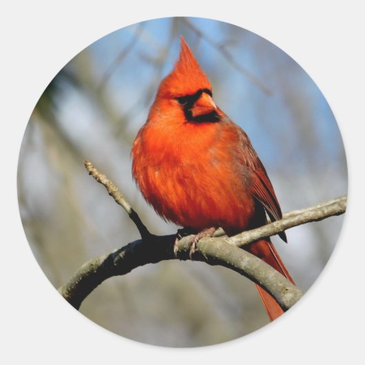Rode kardinaal portret ronde sticker (Voorkant)