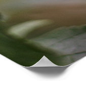 Rode kardinaal vogel in de boom poster (Hoek)