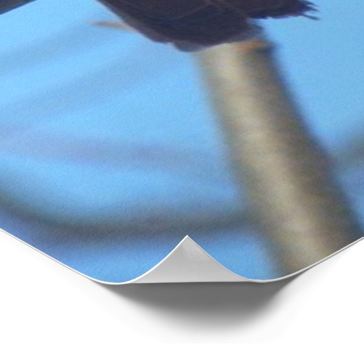 Rode kardinaal/vogel poster (Hoek)