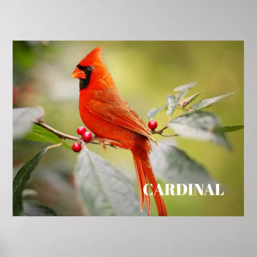 Rode Kardinaalvogel in Boom Poster (Voorkant)