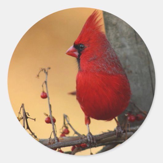 Rode kardinale envelopsluiting ronde sticker (Voorkant)