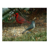 Rode kardinale Titmouse Birds Foto Afdruk (Voorkant)
