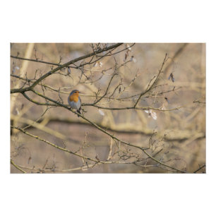 rode keel, gouden licht perfect poster