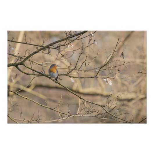 rode keel, gouden licht perfect poster (Voorkant)