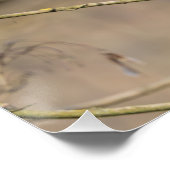 rode keel, gouden licht perfect poster (Hoek)