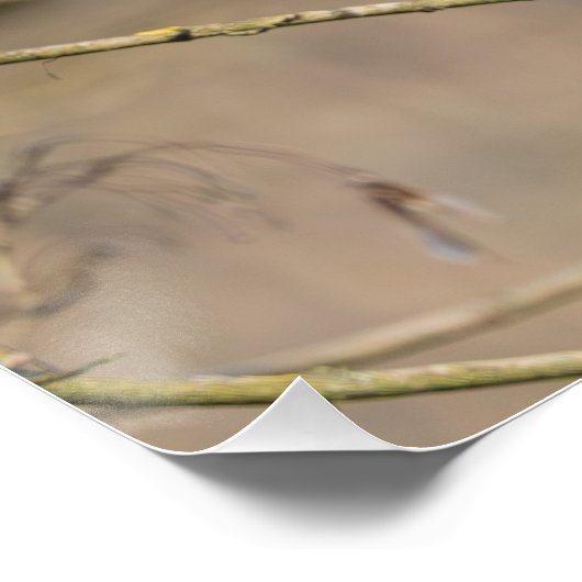 rode keel, gouden licht perfect poster (Hoek)