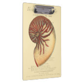 rode kegel Shell Klembord (Rechts)