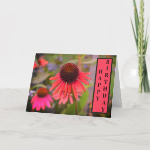 Rode Kegelbloemen Echinacea Gelukkige Verjaardag Kaart