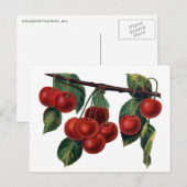 Rode kersen briefkaart (Voorkant / Achterkant)