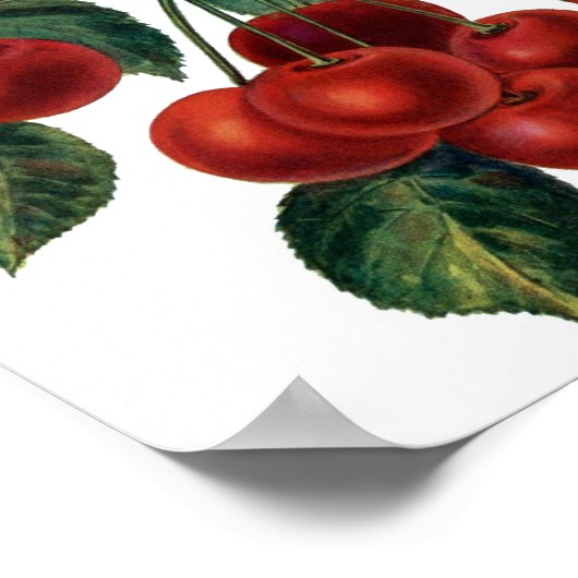 Rode kersen poster (Hoek)