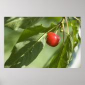 rode kersen poster (Voorkant)