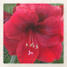 Rode Kerst Amaryllis Bloem Bloemen